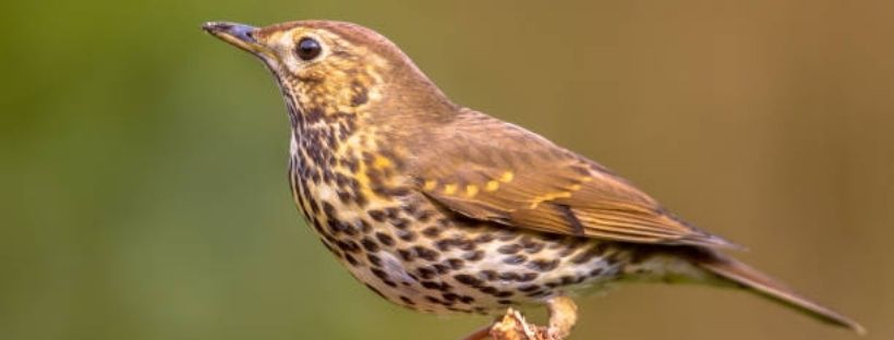 Thrush Bird