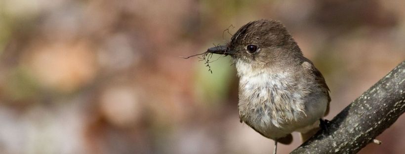 Eastern Phoebe