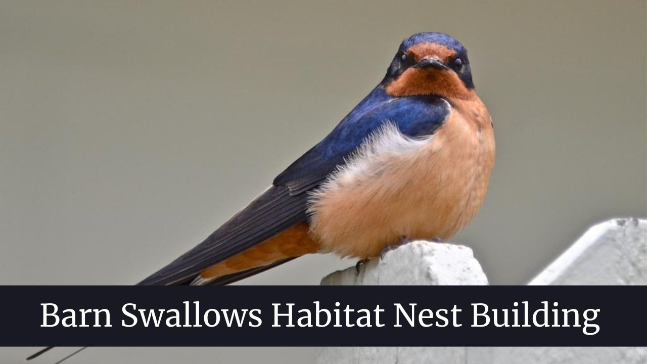 Barn Swallows