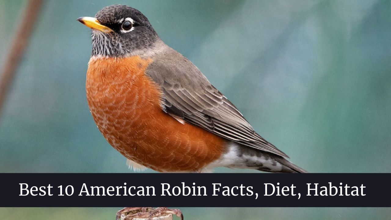 American Robin