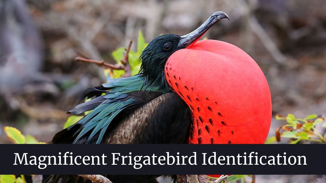 Frigatebird