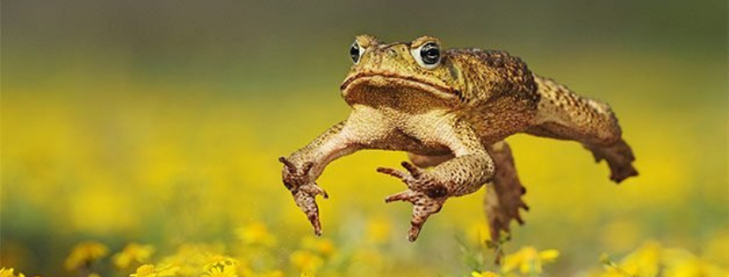 Toad vs frog