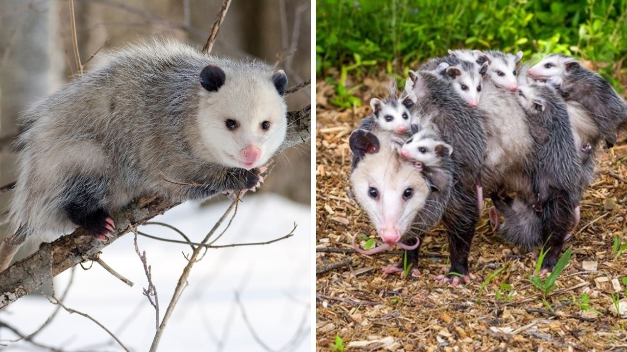 Possum vs Opossum Difference, Size, Updated 2022