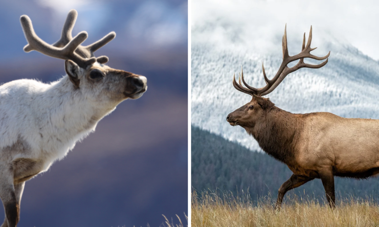 Caribou vs Elk Archives - Zoological World