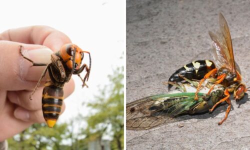 Cicada killer vs Japanese