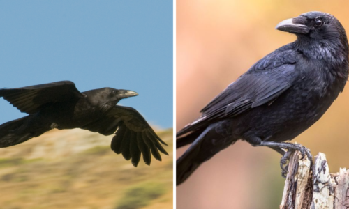 Crow vs Raven