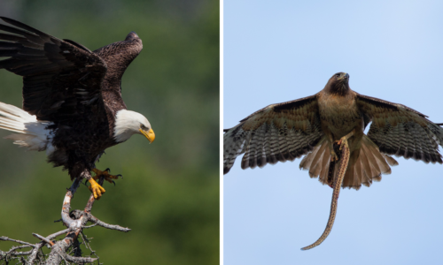 Eagle vs Hawk