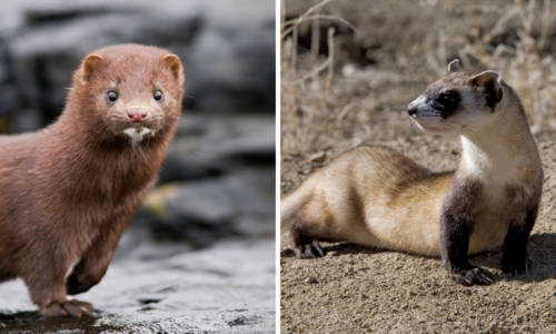 Mink vs Ferret