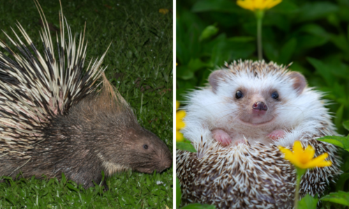 Porcupine vs Hedgehog