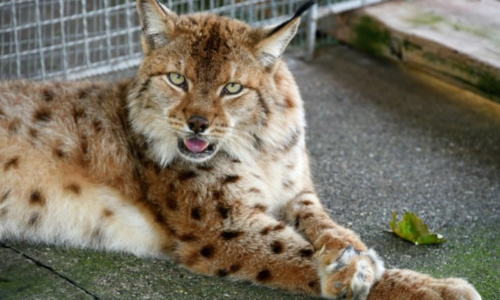 Balkan Lynx