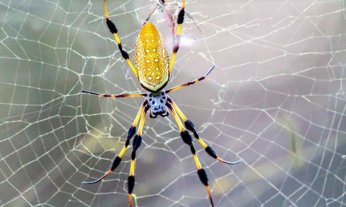 Banana Spider