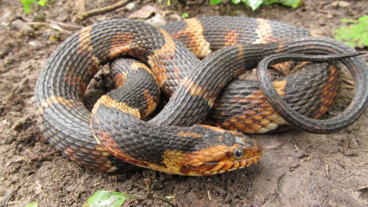 Banded Water Snake Facts, Where To Find Banded Water Snake