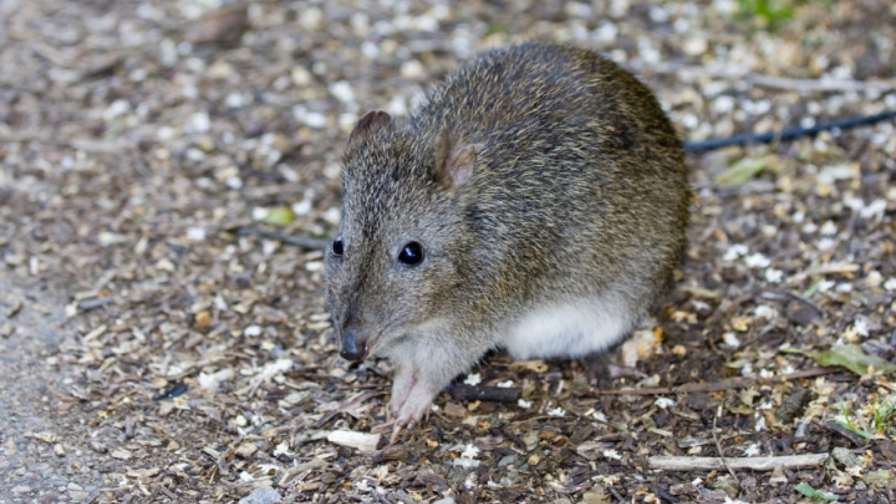 Bandicoot Facts Bandicoot Appearance And Behavior