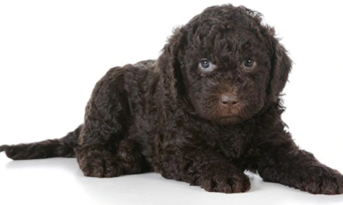 Barbet puppy