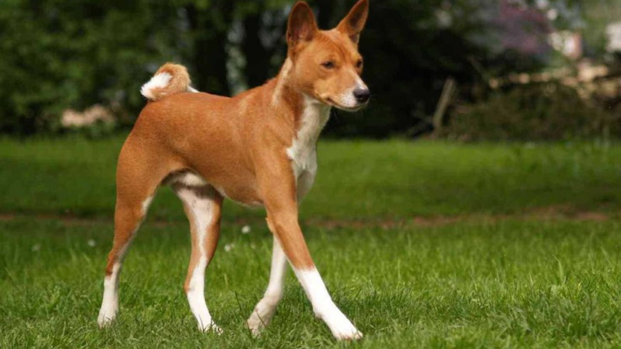 basenji hounds info about whats this