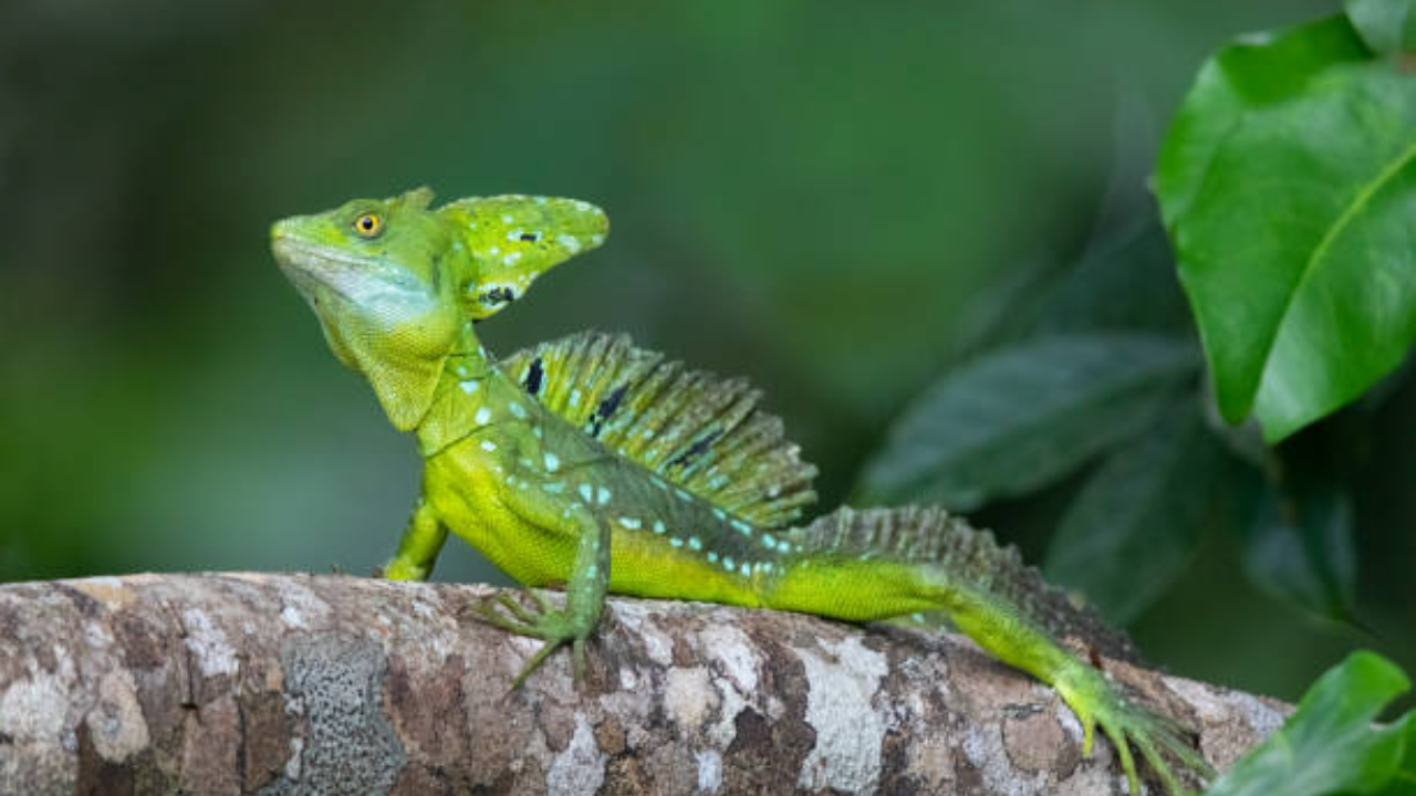 Basilisk Lizard Facts, Basilisk Lizard Habitat, Diet