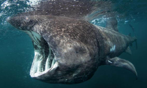 Basking Shark