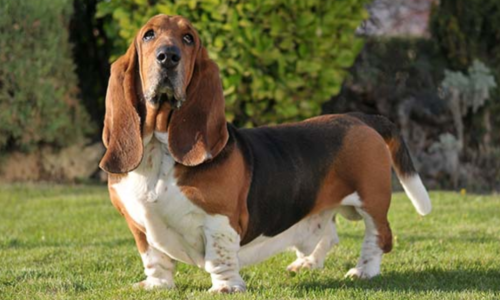 Basset Hound