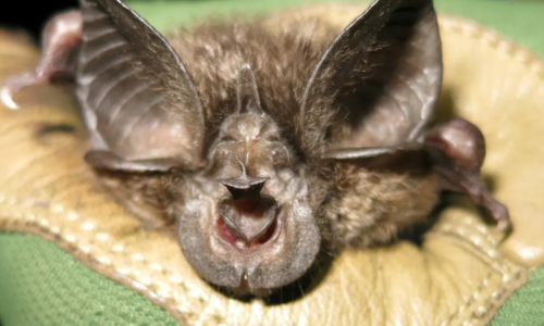 Bat