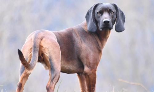 Bavarian Mountain Hound