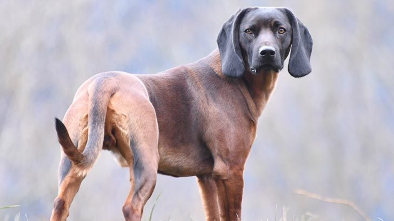 are bavarian mountain hounds intelligent