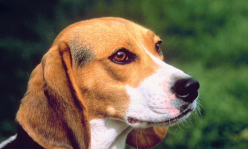 Beagle