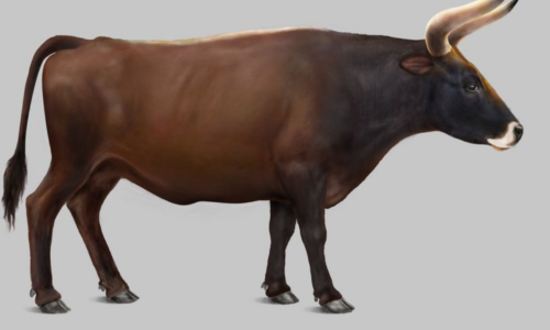 Aurochs Domestic Cattle