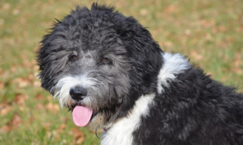 Aussiedoodle Dog