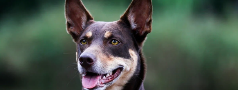 Australian Kelpie