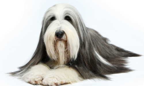 Bearded Collie