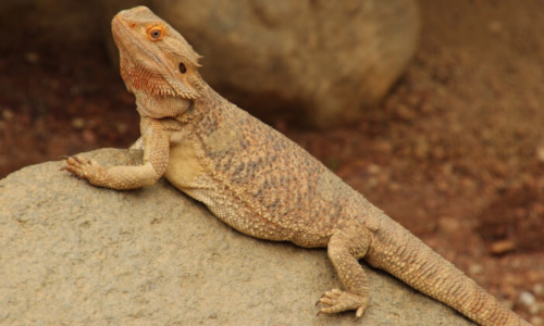 Bearded Dragon