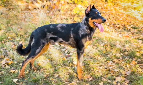 Beauceron Dog