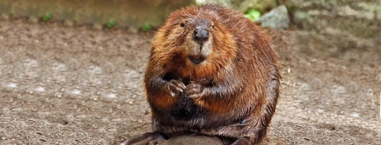 Incredible Beaver Facts, Beaver Habitat, Behavior