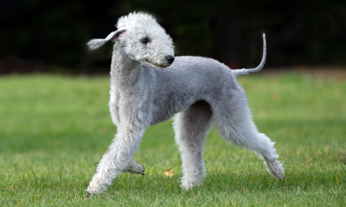 Bedlington Terrier