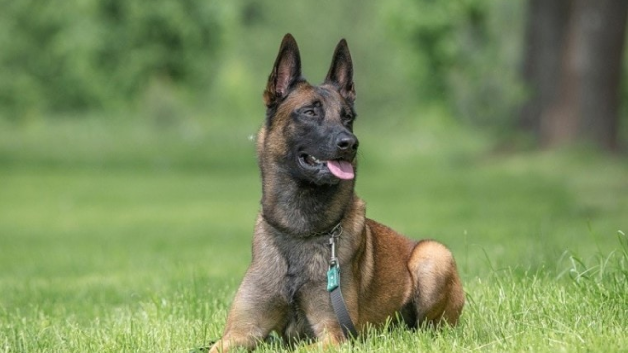 Belgian Shepherd Dog Breed Complete Guide