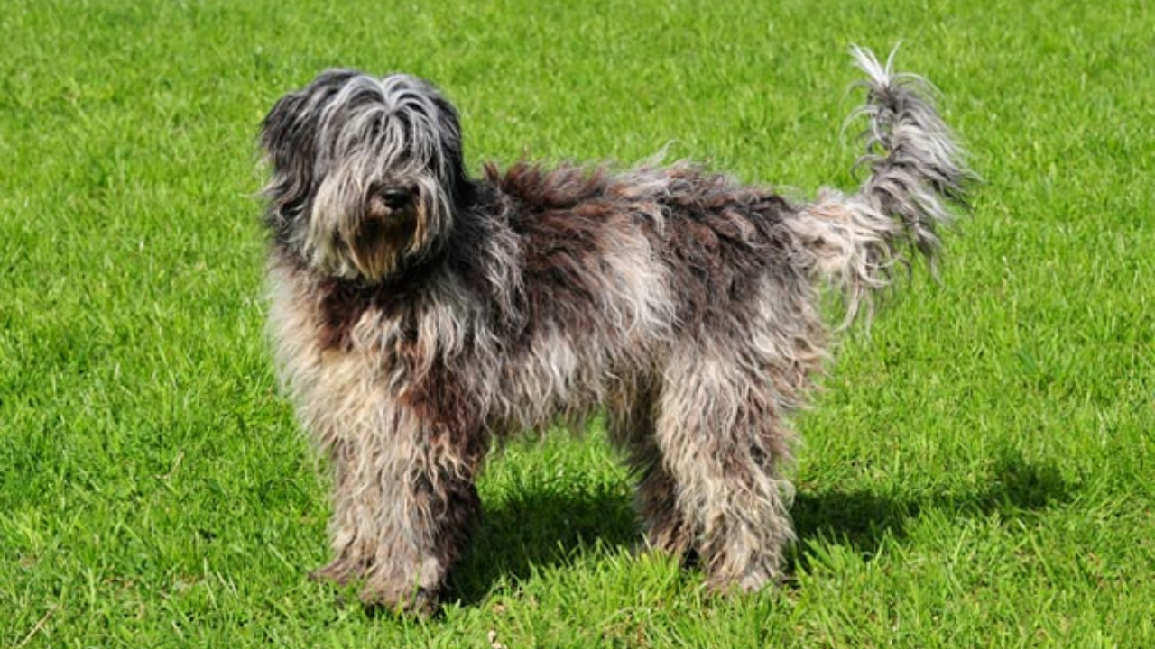 are bergamasco dogs tolerant