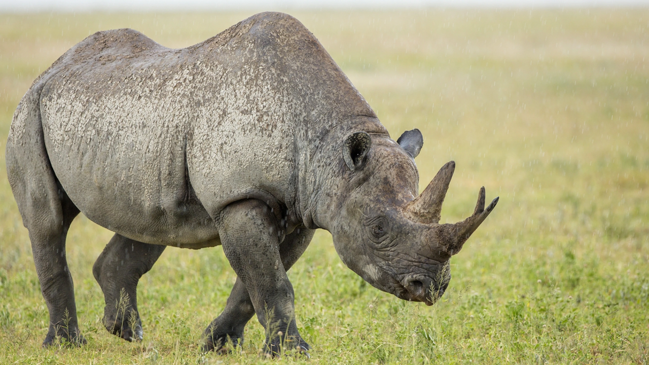 Black Rhinoceros Animal Facts, Black Rhinoceros Behavior