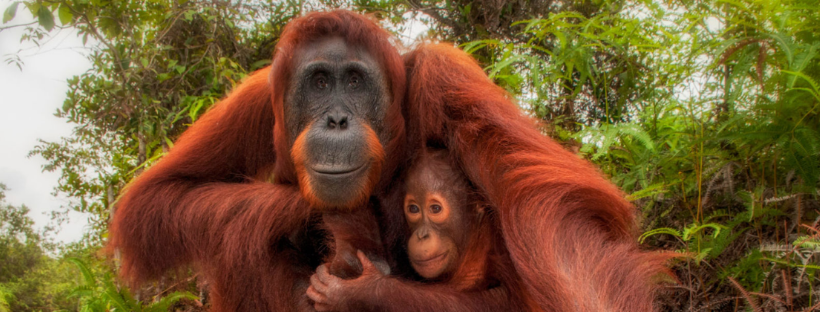 Bornean Orang utan