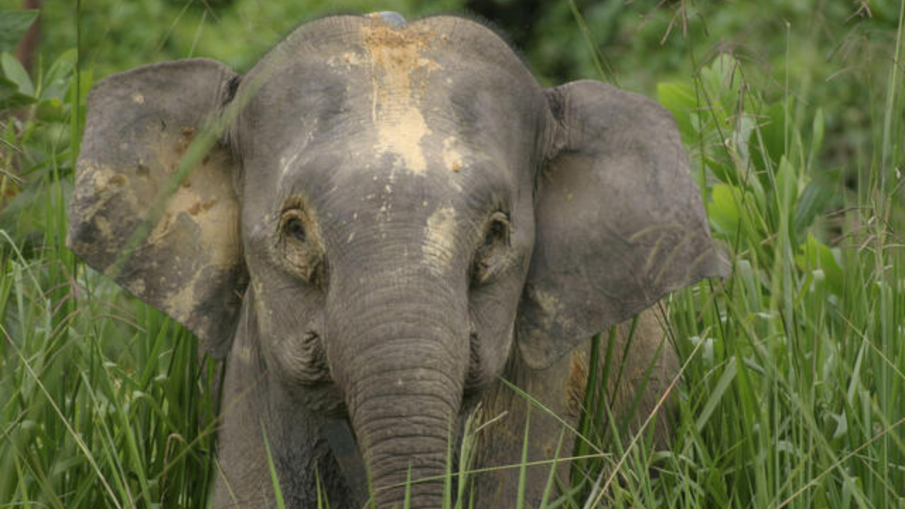 Borneo Elephant Animal Facts, Appearance - Zoological World