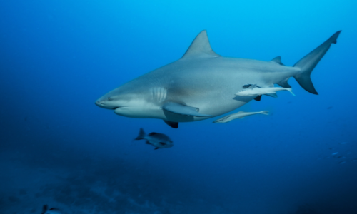 Bull Shark