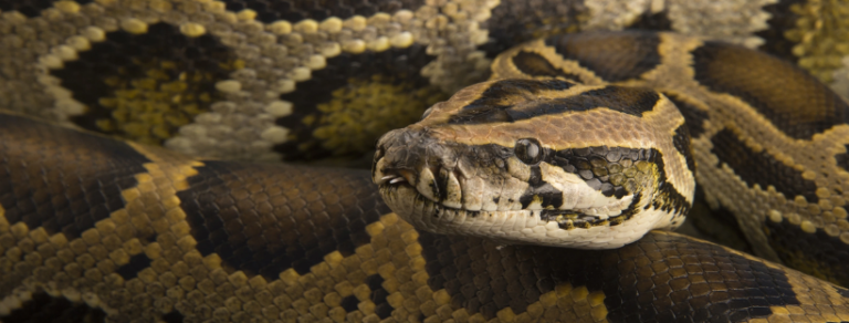 Burmese Python Facts,Appearance,Diet- Zoological World