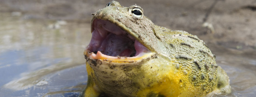 African bullfrog