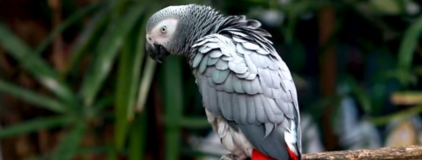 African grey parrot