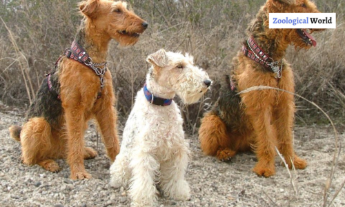 Airedale Terrier