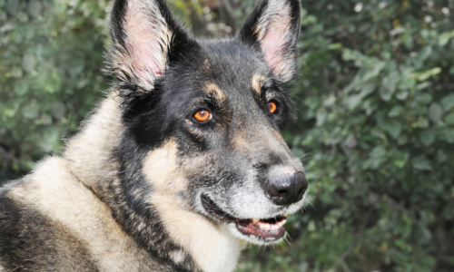 Akita Shepherd