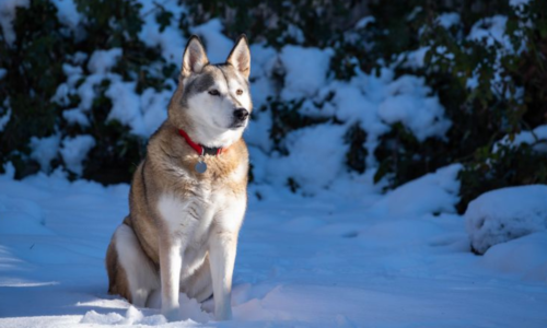 Alaskan Husky