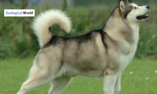 Alaskan Malamute