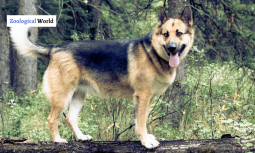 Alaskan Shepherd