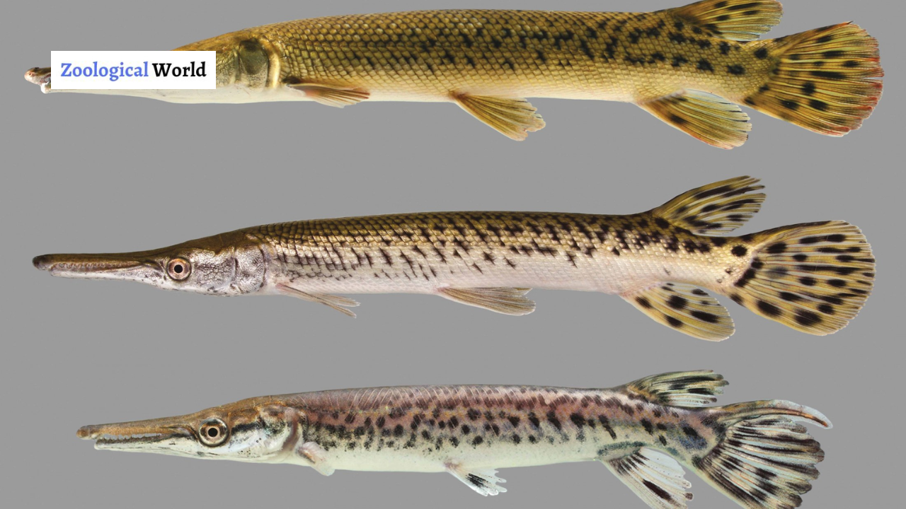 Complete Guide to Freshwater Alligator Gar Species