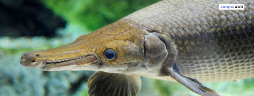 Alligator Gar